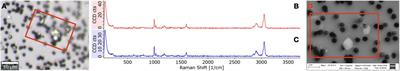 Nanofragmentation of Expanded Polystyrene Under Simulated Environmental Weathering (Thermooxidative Degradation and Hydrodynamic Turbulence)